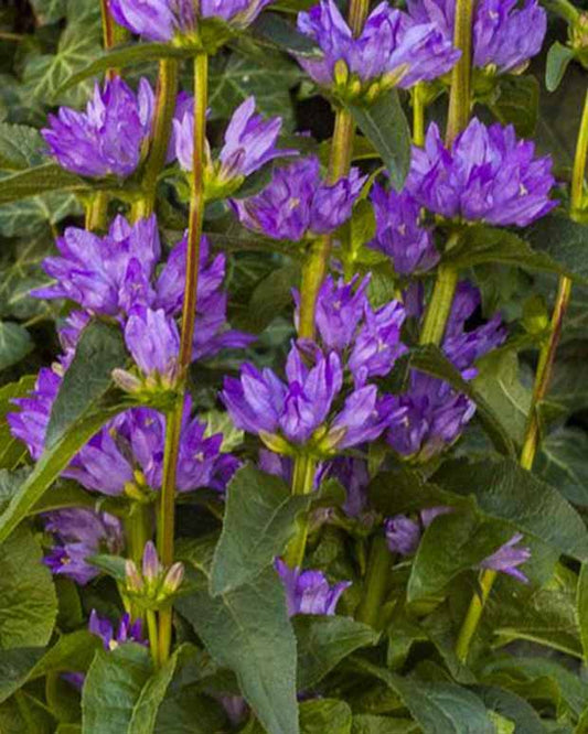 Klokjesbloem Freya - Campanula glomerata freya - Tuinplanten