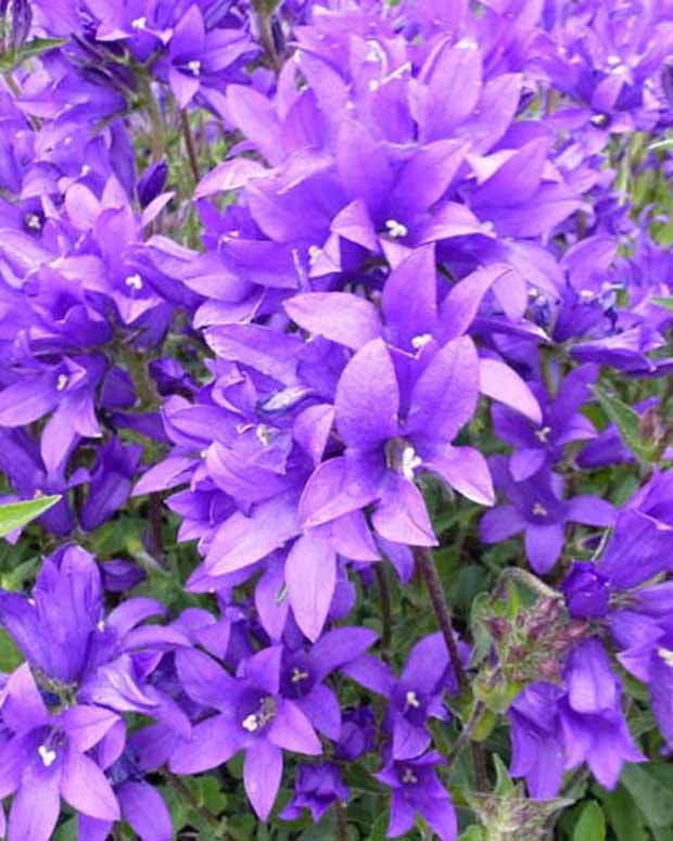 Klokjesbloem Joan Elliott - Campanula glomerata joan elliott - Tuinplanten