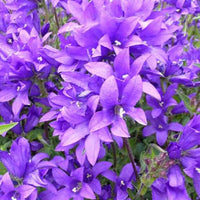 Klokjesbloem Joan Elliott - Campanula glomerata joan elliott - Vaste planten