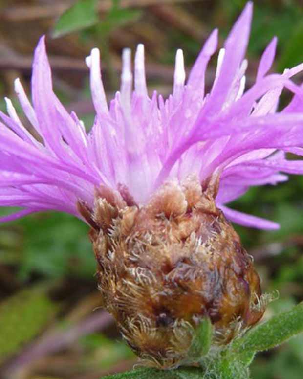 Korenbloem - Centaurea jacea - Tuinplanten