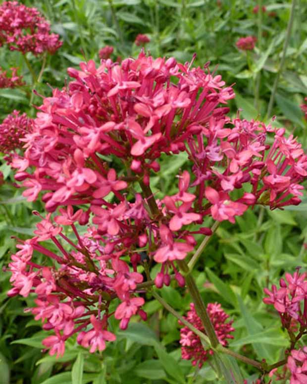 Slangebaard Rosenrot - Centranthus ruber rosenrot - Vaste planten