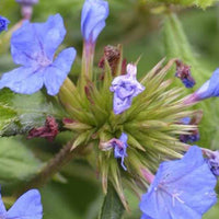 Loodkruid Forest - Ceratostigma willmottianum lice forest blue - Tuinplanten