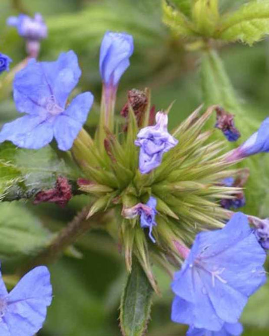 Loodkruid Forest - Ceratostigma willmottianum lice forest blue - Tuinplanten