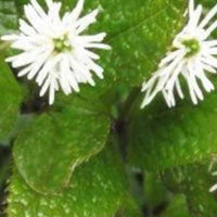 Witte bloemaren - Chloranthus japonicus - Tuinplanten