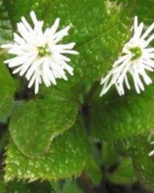 Witte bloemaren - Chloranthus japonicus - Tuinplanten