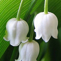 Meiklokje Bridal - Convallaria majalis bridal choice - Tuinplanten