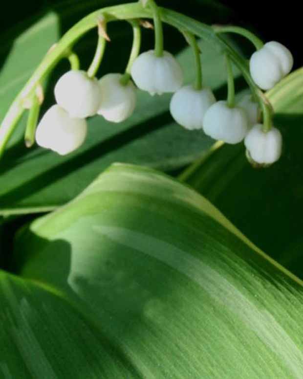 Meiklokje Hofheim - Convallaria majalis hofheim - Tuinplanten