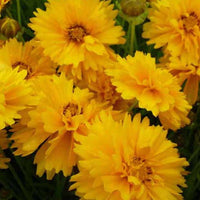 Meisjesogen Sunray - Coreopsis grandiflora sunray - Tuinplanten