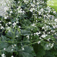 Zeekool - Crambe cordifolia - Tuinplanten