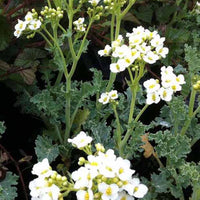 Zeekool - Crambe maritima - Tuinplanten