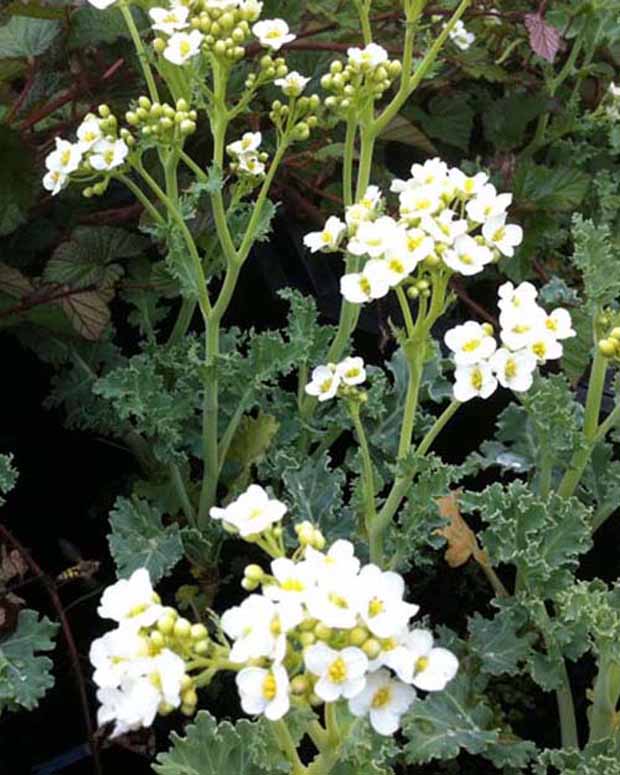 Zeekool - Crambe maritima - Tuinplanten