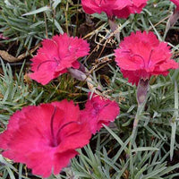 Anjer Badenia - Dianthus gratianopolitanus badenia - Tuinplanten