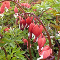 Gebroken hartje - Dicentra spectabilis hordival valentine - Tuinplanten