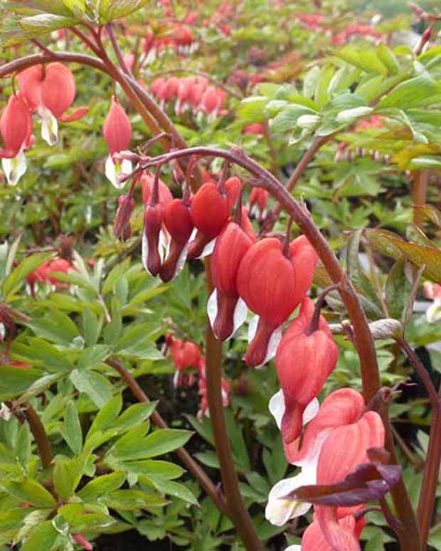 Gebroken hartje - Dicentra spectabilis hordival valentine - Vaste planten