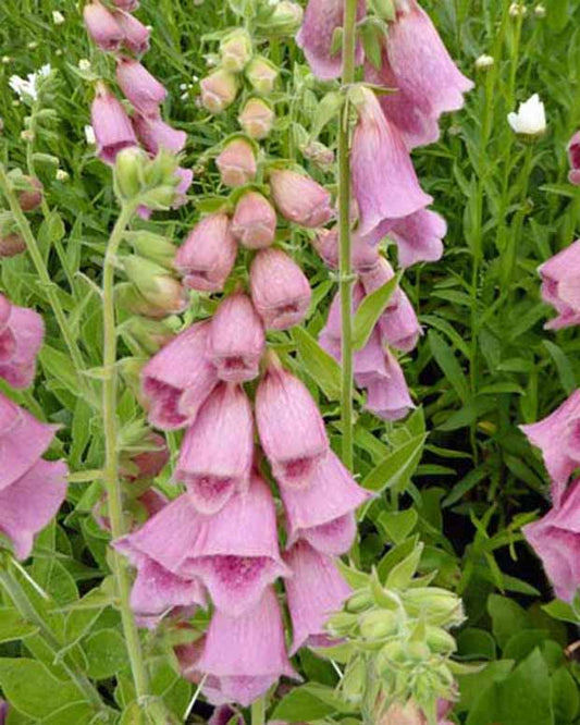 Vingerhoedskruids Mertonensis - Digitalis mertonensis - Tuinplanten