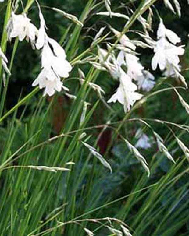 Klokkengraslelie Album - Dierama pulcherrimum album - Tuinplanten