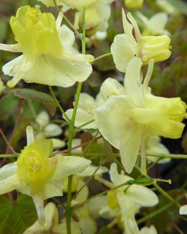 Haarbladige elfenbloem - Epimedium pinnatum subsp. colchicum - Vaste planten