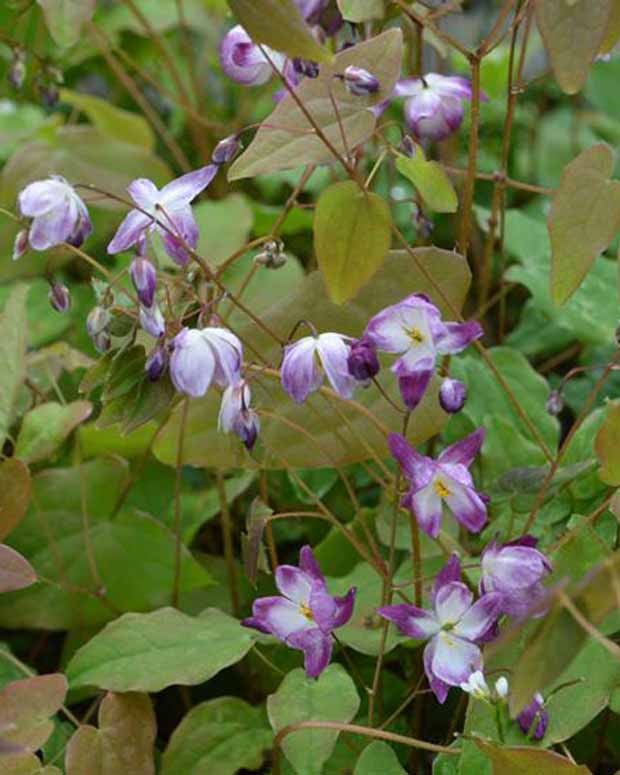 Elfenbloem Merlin - Epimedium youngianum merlin - Vaste planten