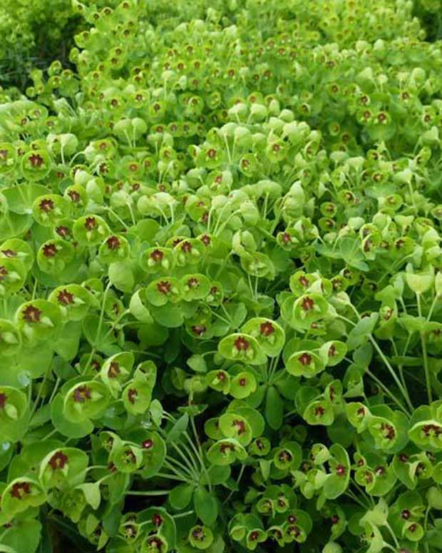 Wolfsmelk Kolibri Wolfsmelk - Euphorbia amygdaloides kolibri - Tuinplanten