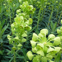 Wolfsmelk garrigues - Euphorbia characias - Tuinplanten