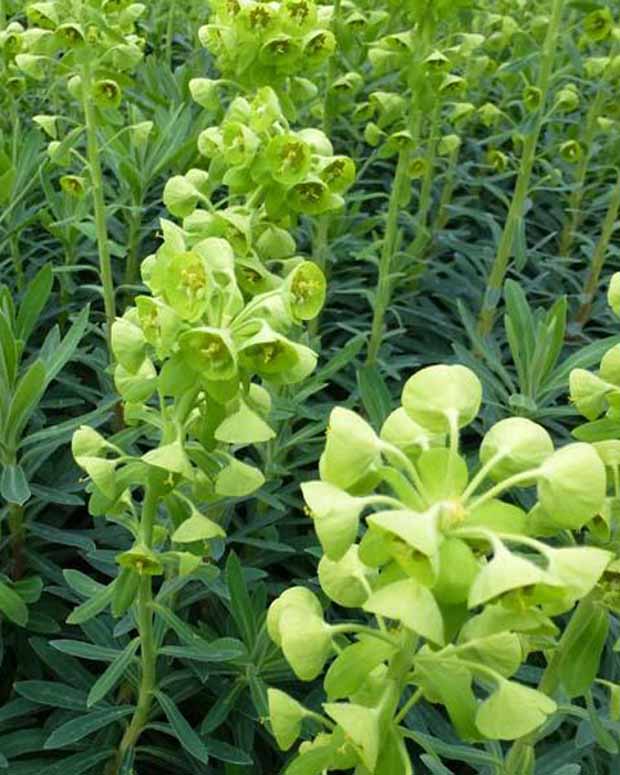 Wolfsmelk garrigues - Euphorbia characias - Tuinplanten