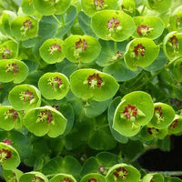 Wolfsmelk Martin Baby Charm - Euphorbia martinii baby charm - Tuinplanten