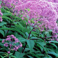 Leverkruid Gateway - Eupatorium maculatum gateway - Tuinplanten