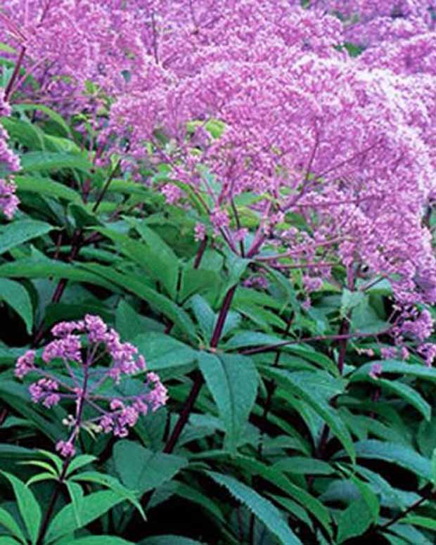 Leverkruid Gateway - Eupatorium maculatum gateway - Tuinplanten