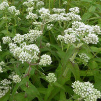 Leverkruid - Eupatorium perfoliatum - Tuinplanten