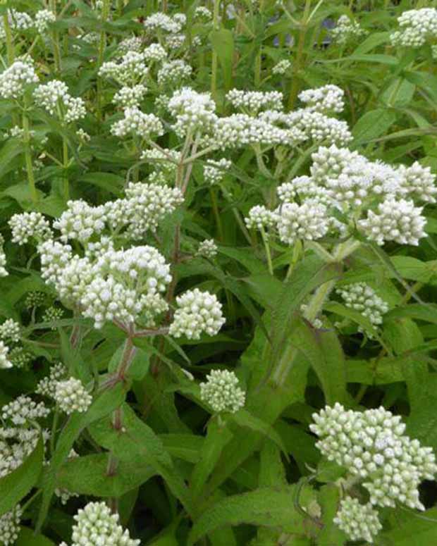 Leverkruid - Eupatorium perfoliatum - Tuinplanten