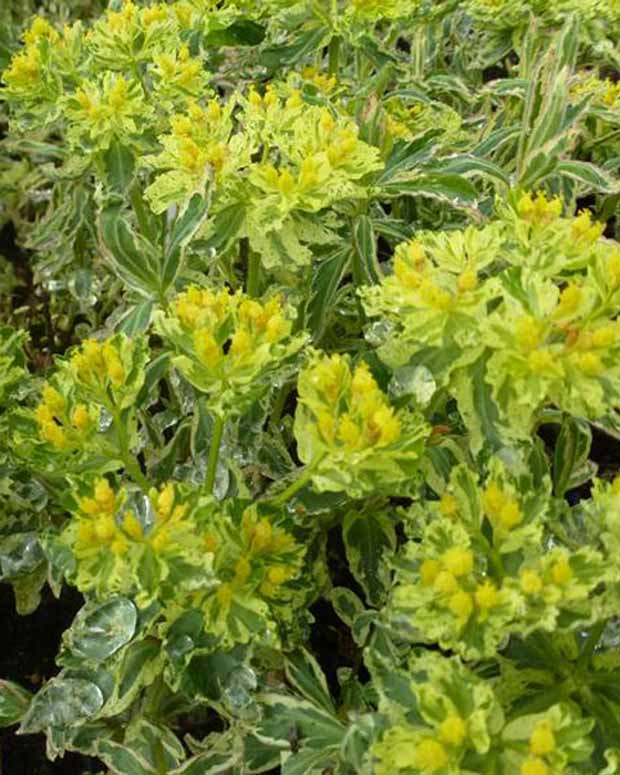 Wolfsmelk Variegata - Euphorbia polychroma variegata - Tuinplanten