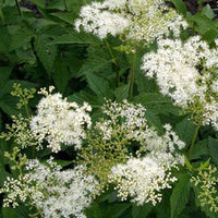 Knolspirea Alba - Filipendula purpurea alba - Tuinplanten