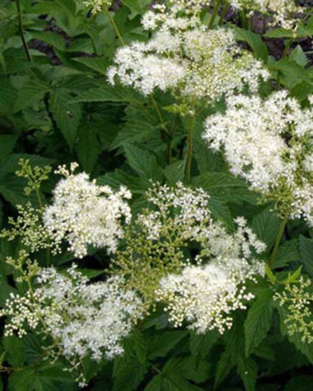 Knolspirea Alba - Filipendula purpurea alba - Tuinplanten