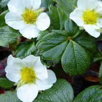 Sieraardbei - Fragaria chiloensis - Tuinplanten