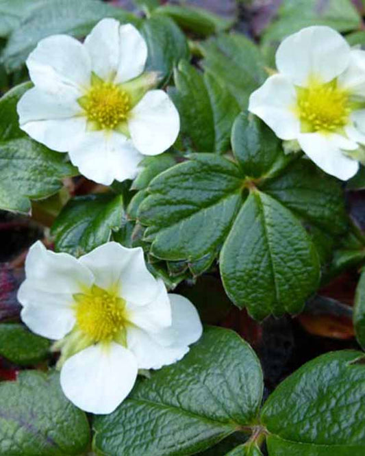 Sieraardbei - Fragaria chiloensis - Tuinplanten