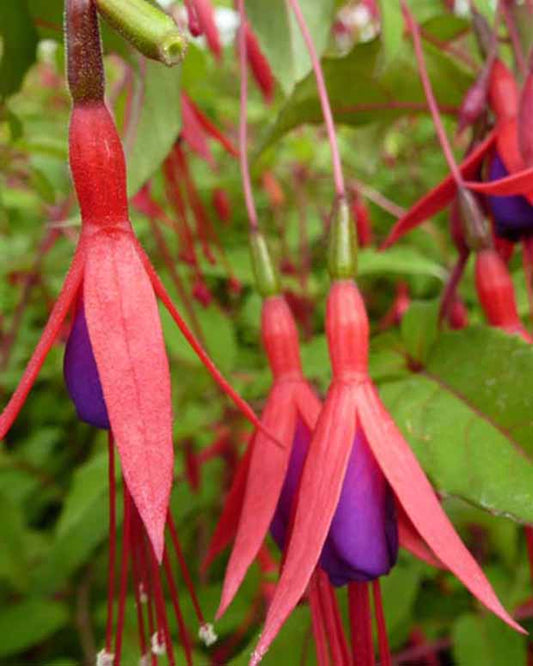 Bellenplant - Fuchsia magellanica var. gracilis - Terras- en balkonplanten