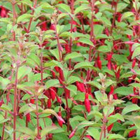 Bellenplant - Fuchsia magellanica var. gracilis - Fuchsia