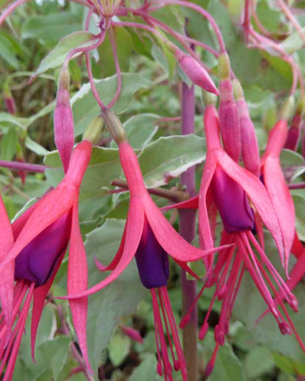 Bellenplant Magellan - Fuchsia magellanica tricolor - Perkplanten