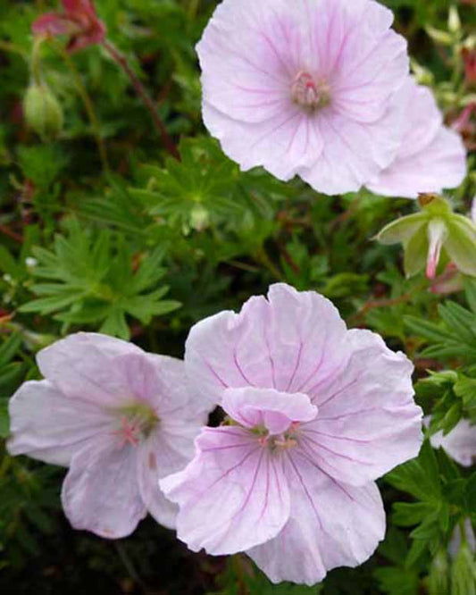 Ooievaarsbek Apfelblüte - Geranium sanguineum apfelblüte - Tuinplanten