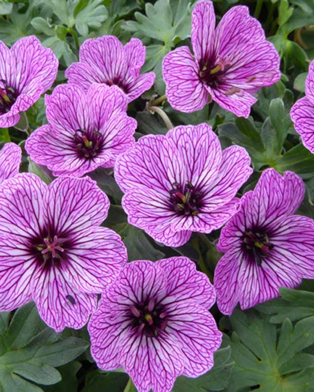 Ooievaarsbek Laurence Flatman - Geranium cinereum laurence flatman - Vaste planten