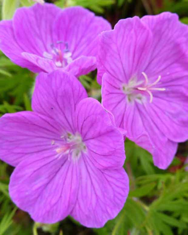 Ooievaarsbek Cedric Morris - Geranium sanguineum cedric morris - Vaste planten