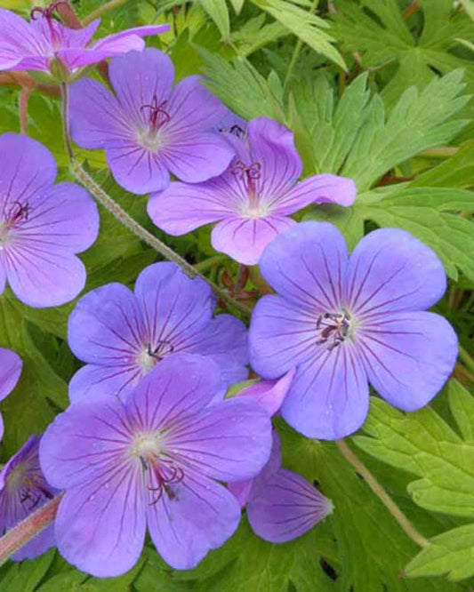 Ooievaarsbek Blue Sunrise - Geranium blogold blue sunrise - Tuinplanten