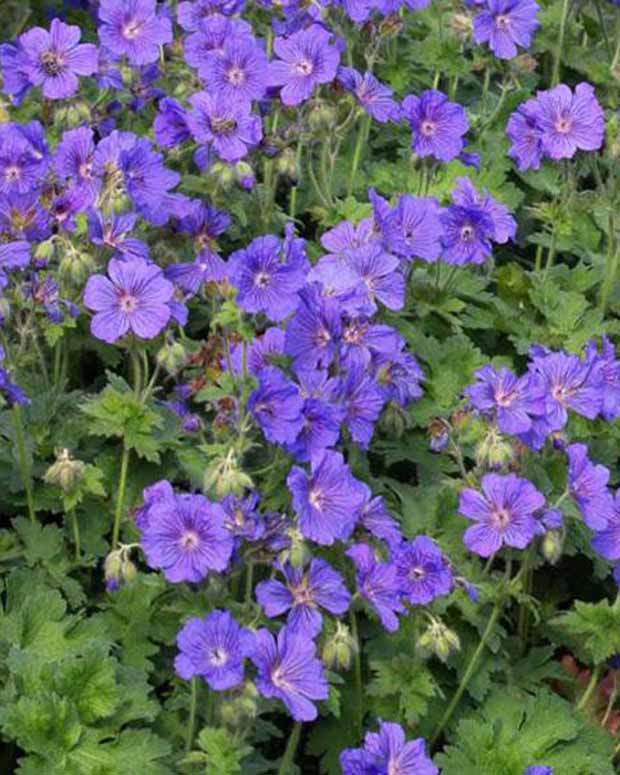 Ooievaarsbek Anemoneflorum - Geranium x magnificum anemoneflorum - Vaste planten