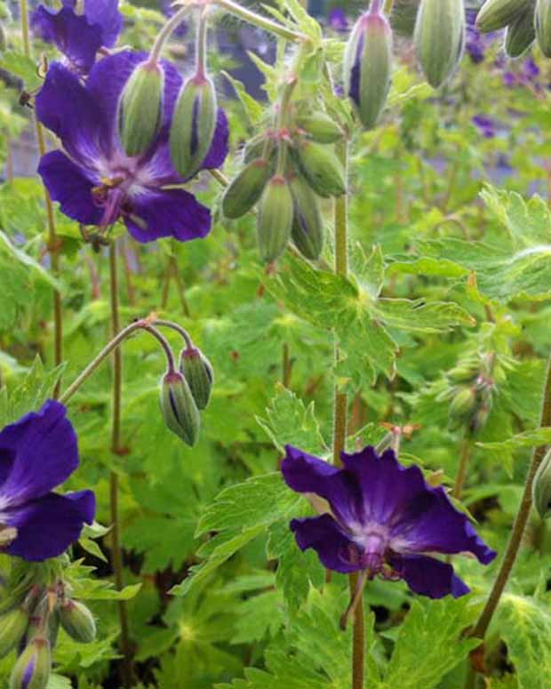 Ooievaarsbek Klepper - Geranium phaeum klepper - Vaste planten