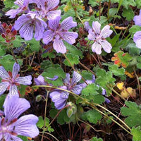 Ooievaarsbek Tcschelda - Geranium renardii tcschelda - Tuinplanten