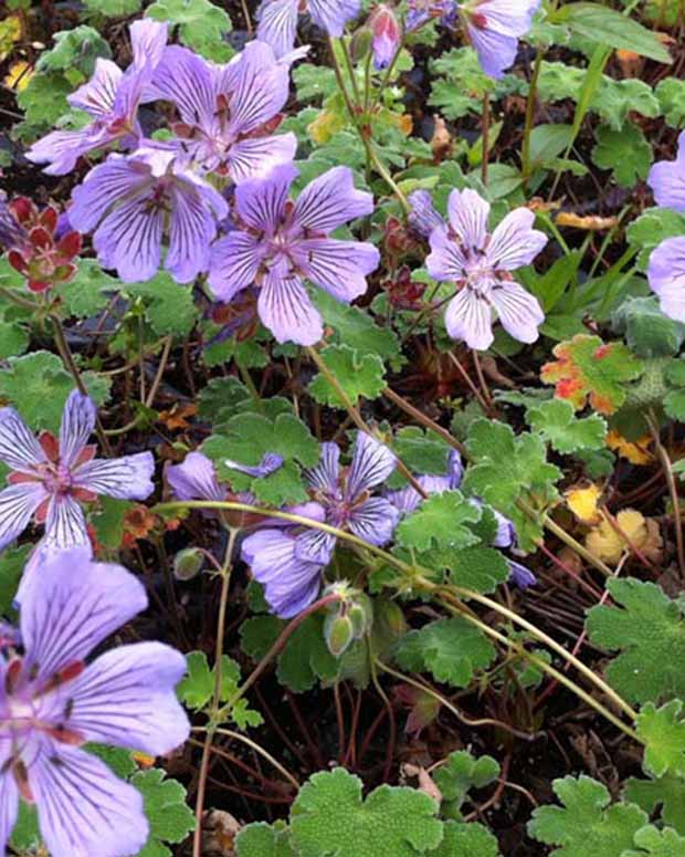 Ooievaarsbek Tcschelda - Geranium renardii tcschelda - Vaste planten