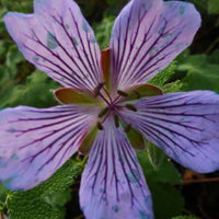 Ooievaarsbek Zetterlund - Geranium renardii zetterlund - Tuinplanten