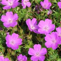 Ooievaarsbek - Geranium sanguineum aviemore - Tuinplanten