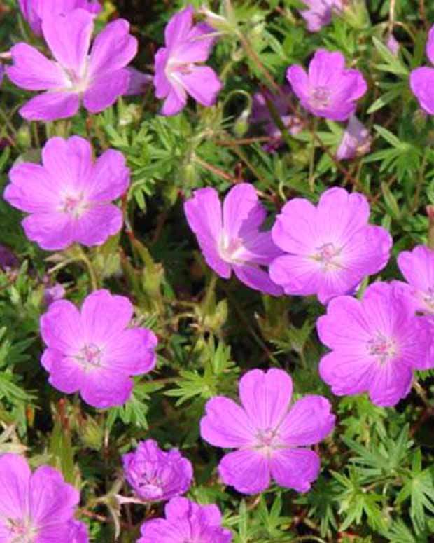 Ooievaarsbek - Geranium sanguineum aviemore - Tuinplanten