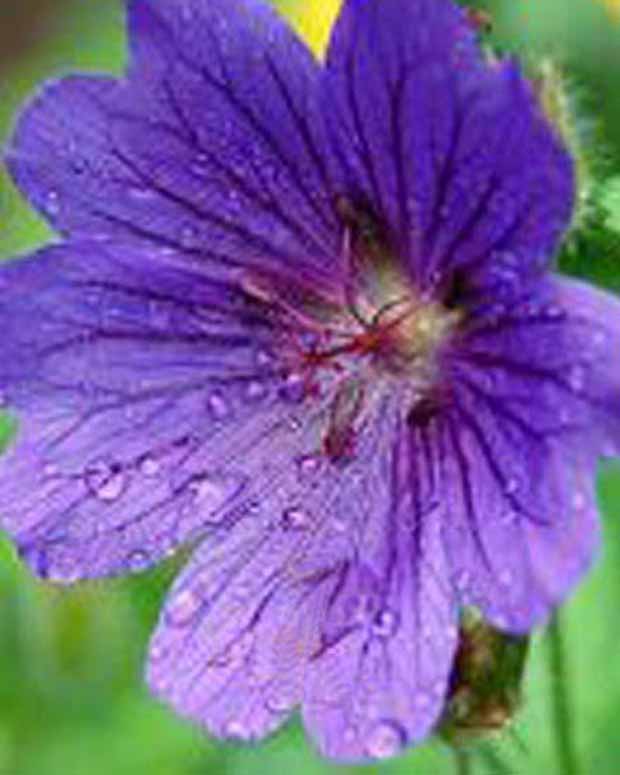 Ooievaarsbek Shooting Star - Geranium sanguineum shooting star - Tuinplanten